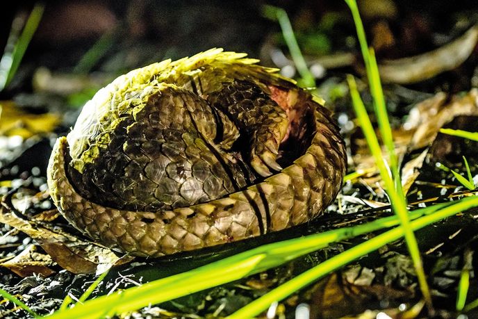 Luskoun se při ohrožení pevně stočí do klubka Luskoun se při ohrožení pevně stočí do klubka