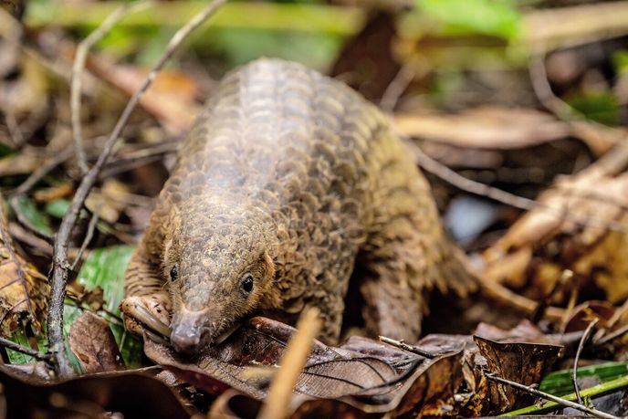 Jinak však tento roztomilý tvor připomíná pásovce a vypadá jako malý dinosaurus Jinak však tento roztomilý tvor připomíná pásovce a vypadá jako malý dinosaurus