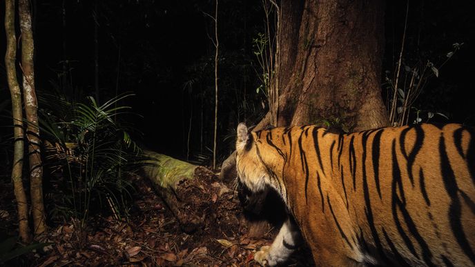 Kriticky ohrožený tygr sumaterský se zjevným poraněním pravé přední tlapy – drátěná past? O pár měsíců později došlo v této oblasti k fatálnímu útoku tygra na člověka. Je poměrně vysoká šance, že se jednalo právě o tohoto zraněného jedince...