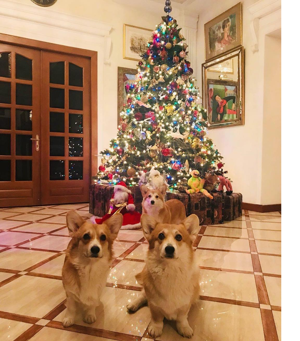 Inna Čurikovová a její vánoční stromek se psy