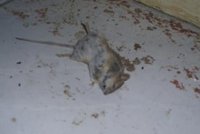 Myši mezi potravinami! Inspektoři se v Praze nestačili divit, prodejnu zavřeli