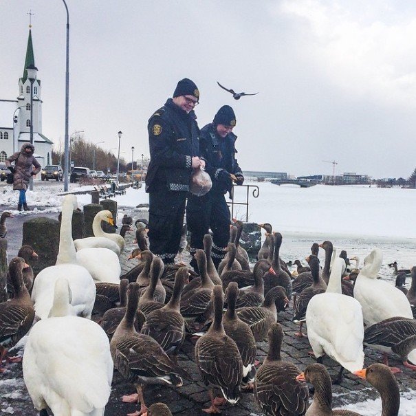Islandští policisté rádi krmí labutě.