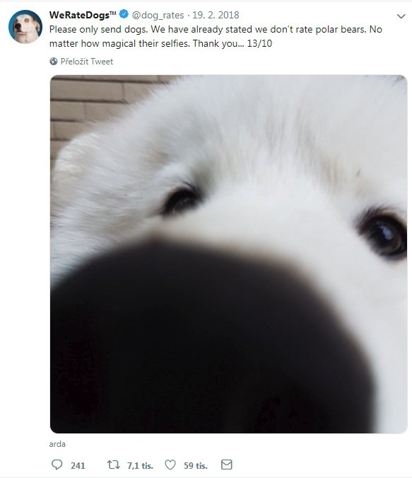 &#34;Prosím, posílejte pouze psy. Řekli jsme, že polární medvědy nehodnotíme. Je jedno, jak dobrá selfie si umí vyfotit. 13 z 10&#34;