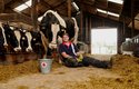 V Německu internetem věcí monitorují krávy