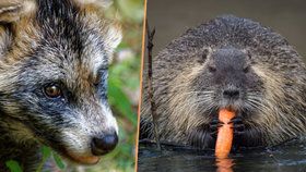 Psík a nutrie na seznamu smrti: Invazivní novela řeší i rušení ohňostrojů. A budí emoce