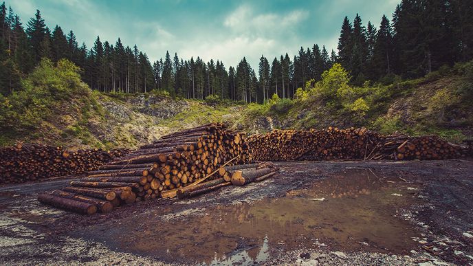 Stát by měl změnit přístup k lesů, říká šéf asociace lesnických podniků