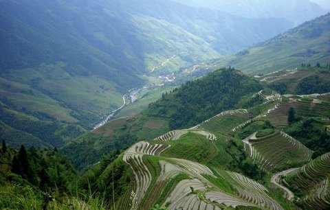 Rýžová políčka všude kam se podíváš. Čínské kopce díky nim získávají jedinečný charakter. Víte, že existuje asi 20 druhů rýže?