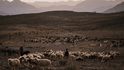 Hosejn se synem Mortezou brzy ráno počítají ovce a kozy