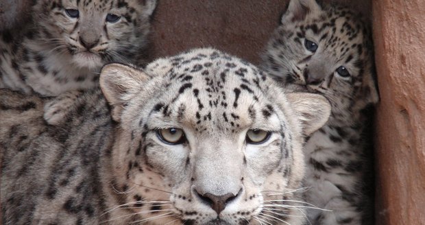 Sněžná levhartice Jamila uhynula v plzeňské zoo. Na archivním snímku s potomky.