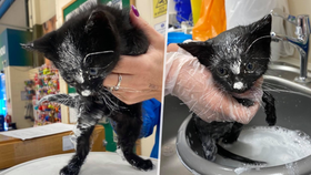 V hrabství Armagh v Severním Irsku někdo zavřel malé koťátko do kbelíku s barvou a bezcitně ho pohodil na silnici.