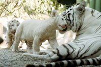Zoo Liberec: Párek lvů zabil bílou tygřici Isabellu!