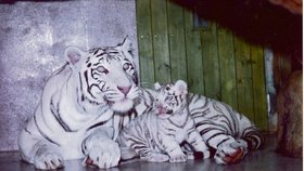 Tygřice s jedním mládětem.