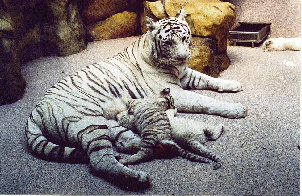 Isabella a zoologická zahrada slavila v roce 2002 narození bílých tygříků.