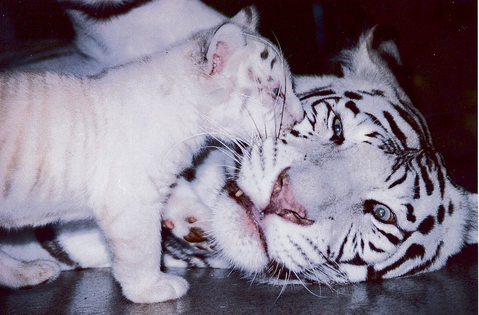 Tygřice s jedním mládětem.