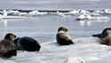 Telící se ledovec aneb Na lodi mezi krami v islandské laguně Jökulsárlón