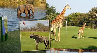 Nejdivočejší golf světa: odpaly nad hlavami slonů a lvů, nebezpečí téměř nehrozí