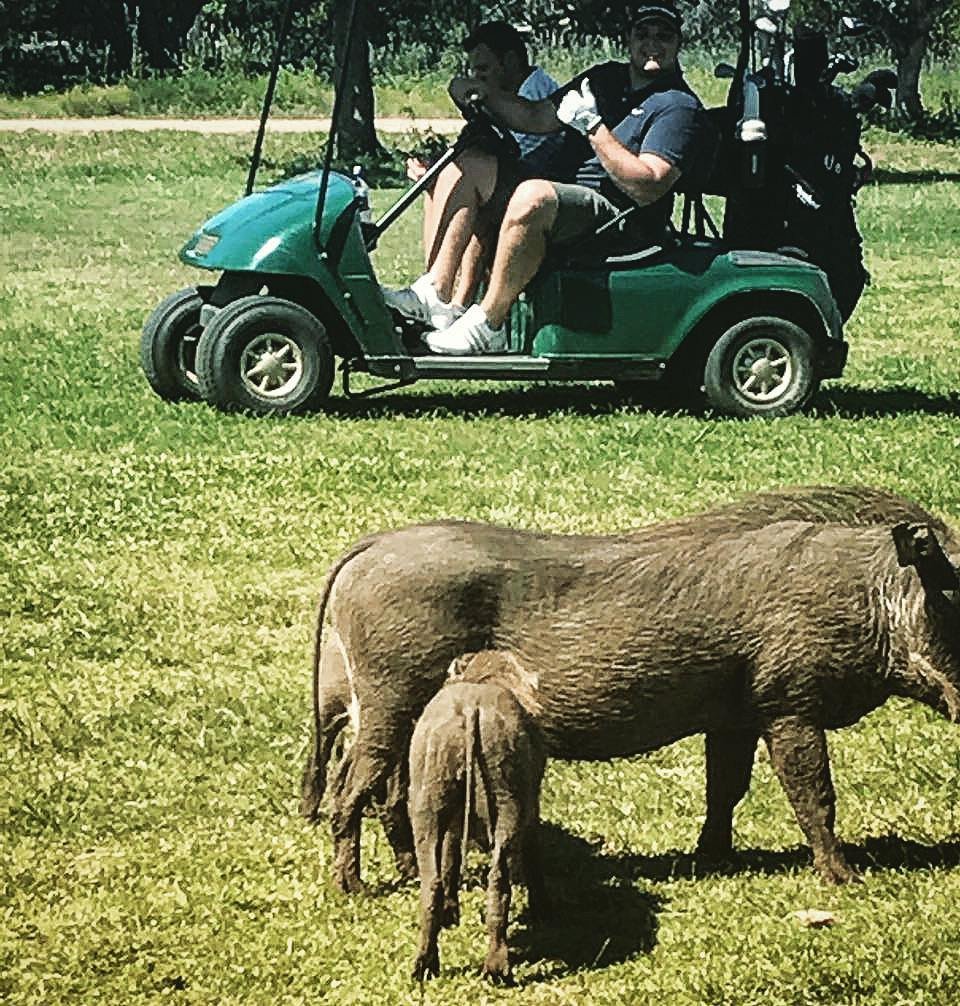 Prasata savanová se volně pohybují mezi hráči golfu.