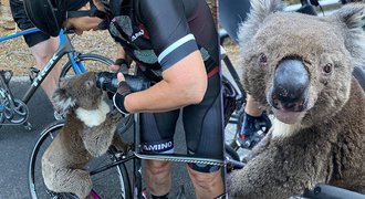 Cyklisté při tréninku zachránili koalu. Šplhal se na kolo