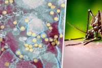Itálie se chystá na šíření horečky dengue. Brazílie hlásí rekordní počet případů a zadarmo očkuje