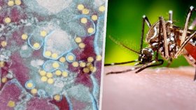 Itálie se chystá na šíření horečky dengue. Brazílie hlásí rekordní počet případů a zadarmo očkuje