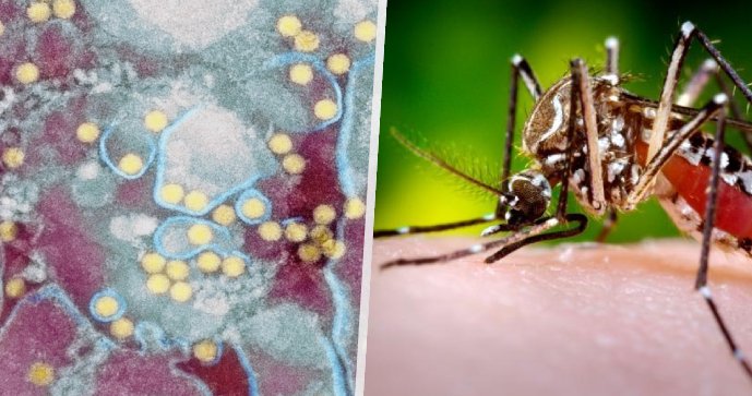 L’Italia si prepara ad affrontare la diffusione della febbre dengue.  Il Brasile riporta un numero record di casi e vaccinazioni gratuite