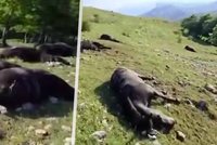 Výboj zabil desítky koní na pastvě: Uhynulo i několik hříbat
