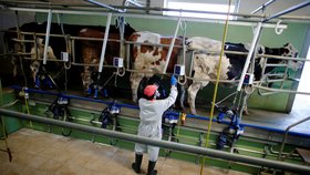 Rodinná farma v Itálii v době koronaviru a celostátní karantény neomezila provoz. Prostor na přebytky ale dochází. (8. 4. 2020)