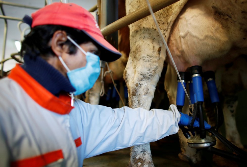 Rodinná farma v Itálii v době koronaviru a celostátní karantény neomezila provoz. Prostor na přebytky ale dochází. (8. 4. 2020)