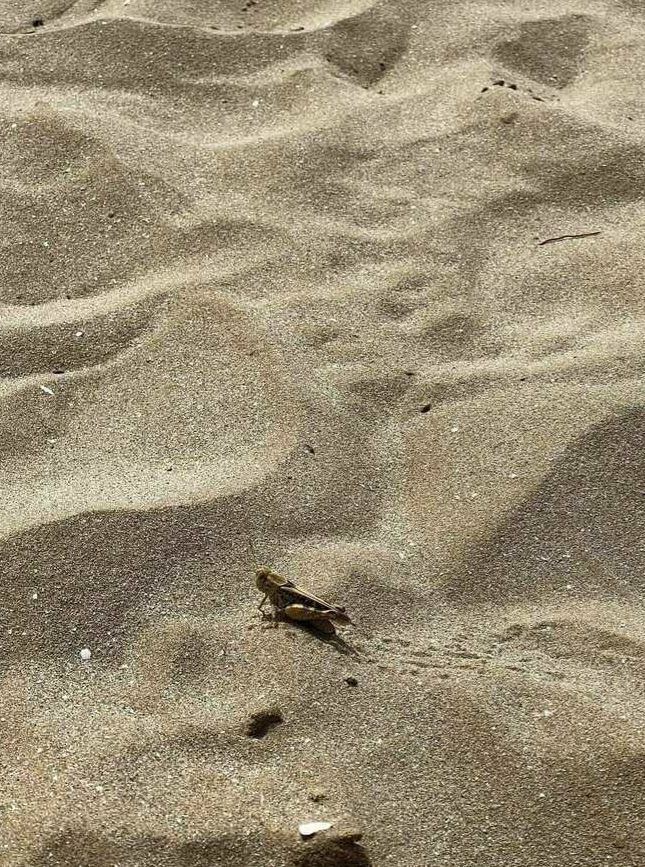 Turisté si stěžují na invazi kobylek na italské riviéře.