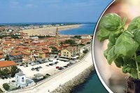Italský pokus: Potápěči zkouší pěstovat bazalku na dně moře