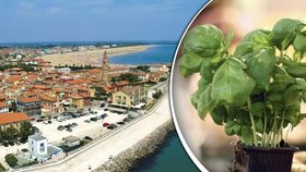 Italský pokus: Potápěči zkouší pěstovat bazalku na dně moře