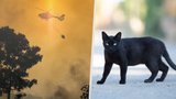 Šílené praktiky mafiánů? Žháři v Itálii zakládali požáry za pomoci koček