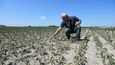 Italští zemědělci se potýkají se suchem.