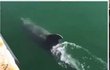 Do kanálů italských přímořských měst se vracejí delfíni