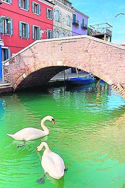 Klid a čistá voda v Benátkách přilákala zpět i labutě.