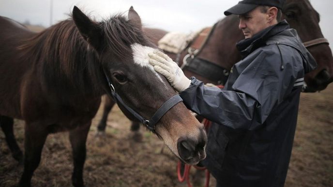 Italští manželé zachraňují koně určené na porážku