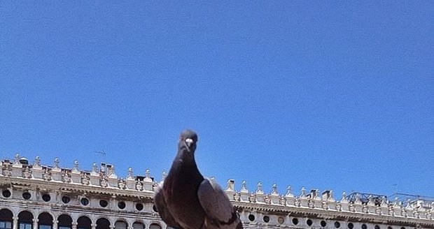 V Benátkách přistál Ivě holub na hlavě