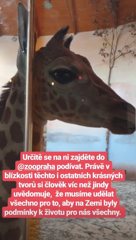 Malá Nela, žirafa núbijská