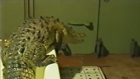 Krokodýl se po chvíli sebral a z vany vylezl pryč.