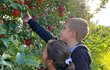 Ještě v sobotu Ivanka se svými dětmi sbírala jablka.