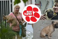 Nemocné štěně „buldočka“ za 12 tisíc: Pár naletěl známé množitelce, kterou nezastavily ani pokuty
