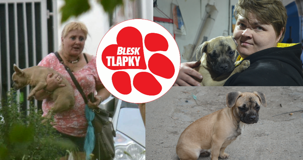 Nemocné štěně „buldočka“ za 12 tisíc: Pár naletěl známé množitelce, kterou nezastavily ani pokuty