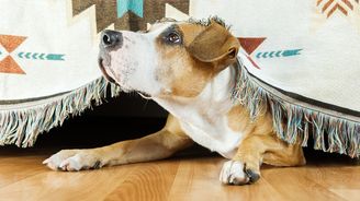 Štěkot psa, křik dětí? Triky, jak jednoduše odhlučnit domov Štěkot psa, křik dětí? Triky, jak jednoduše odhlučnit domov