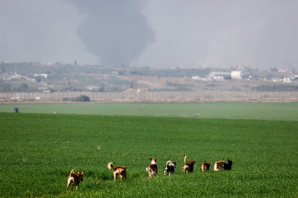 Divocí psi podél hranice Izraele s Pásmem Gazy (1. 1. 2024).