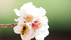V Izraeli ubývá včelstev, pěstitelé se rozhodli vyzkoušet metodu schopnou opylovat plodiny mechanicky.