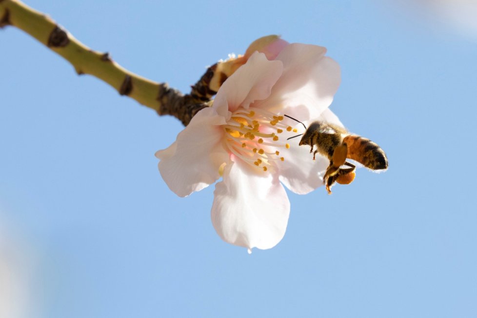 V Izraeli ubývá včelstev, pěstitelé se rozhodli vyzkoušet metodu schopnou opylovat plodiny mechanicky.