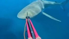 Muž z Izraeli odehnal harpunou žraloka, který ho napadl