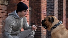 Je to mladý Sylvester Stallone, nebo není? Anthony Ippolito se ve filmu Já, Rocky proměnil ve slavného herce tak přesvědčivě, že jeho podoba s mladým Slyem budí pozornost od prvních záběrů.