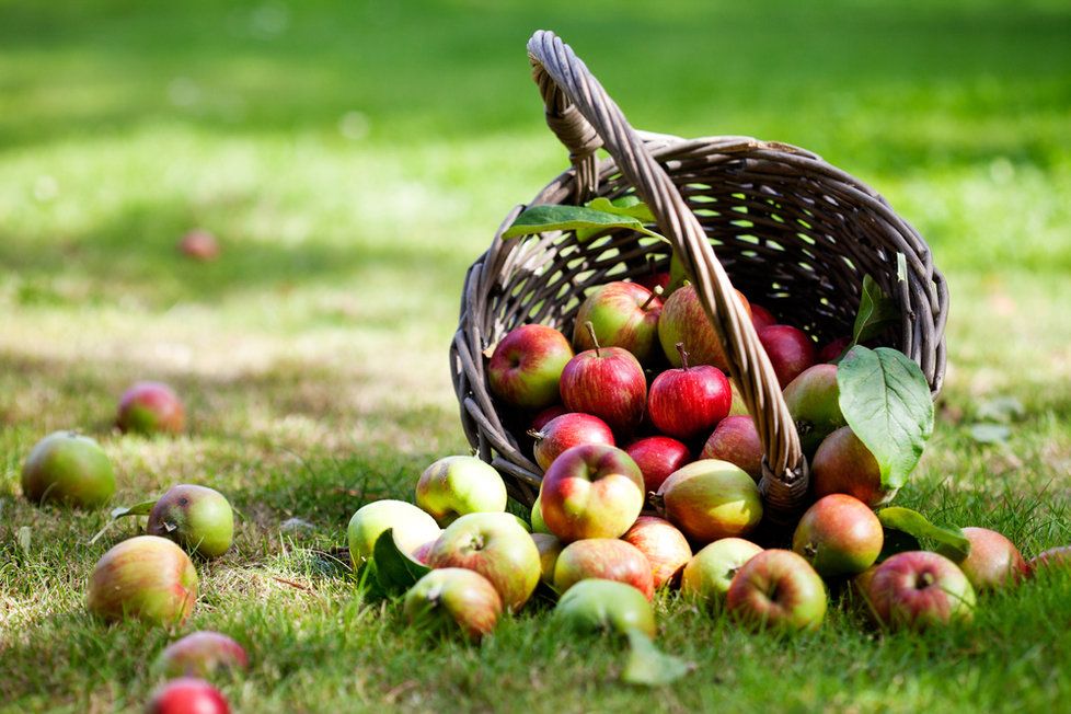 Přečtěte si, jak se správně starat o jablka. Je škoda je nechat shnít.