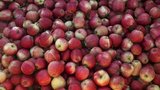 „Česká“ jablka byla ve skutečnosti z Polska a navíc plná jedů, Globus se omlouvá